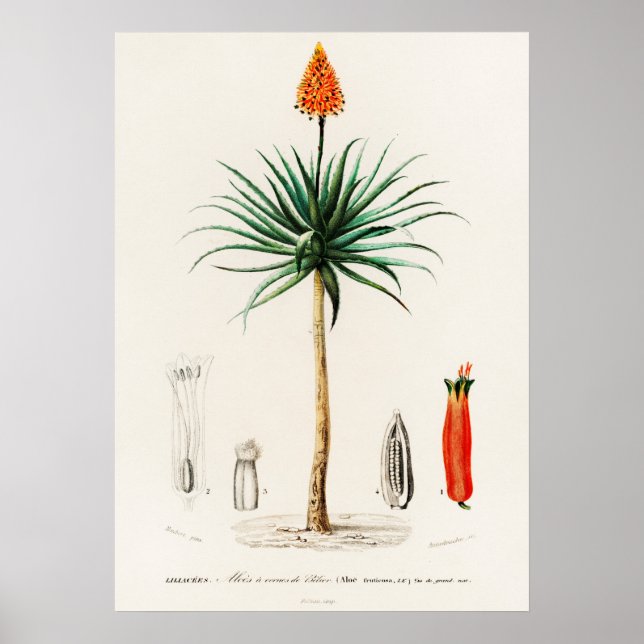 Affiche aloe candélabre (aloe fruticosa) (Devant)