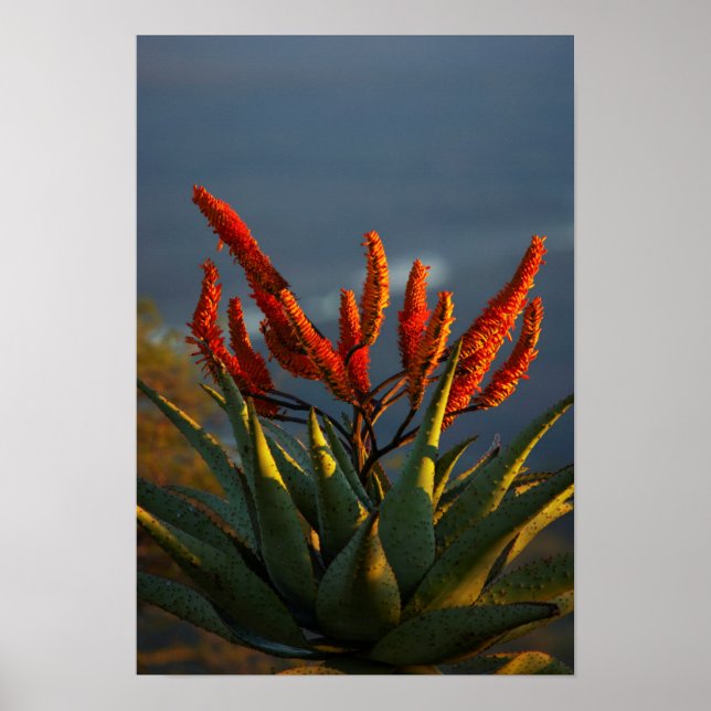 Affiche Aloe de montagne (Aloe Marlothii Berger) (Devant)