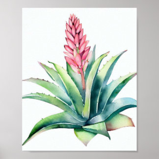 Affiche Aloé en fleurs