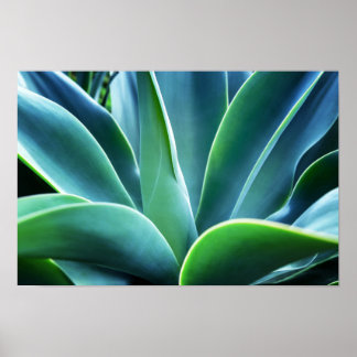 Affiche Aloe Feuille