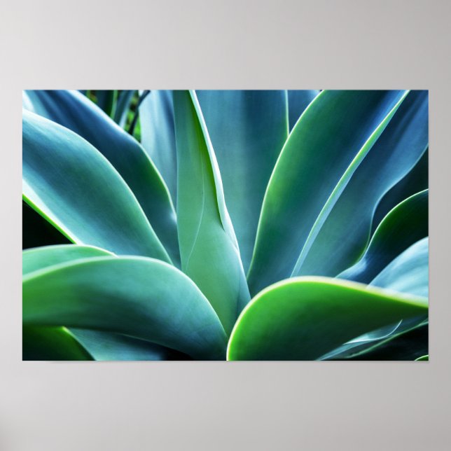 Affiche Aloe Feuille (Devant)