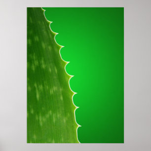 Affiche Aloe plante