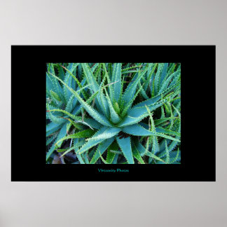 Affiche Aloe Vera