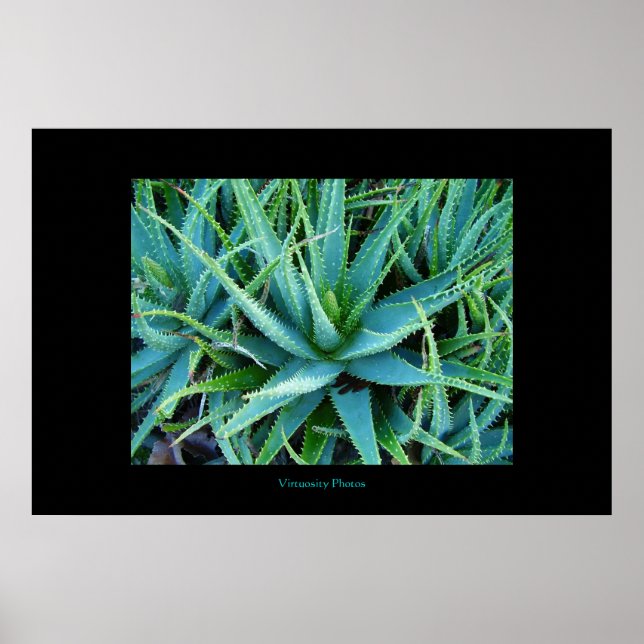 Affiche Aloe Vera (Devant)