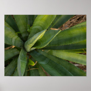 Affiche Aloe Vera