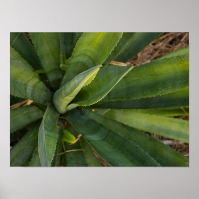 Affiche Aloe Vera (Devant)