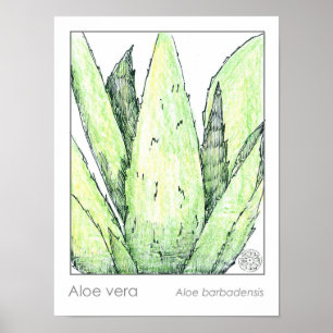 Affiche Aloe Vera Materia Medica Herbaliste Botanique