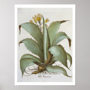 Affiche Aloès américain : Aloès americana, du 'Hortus Ey