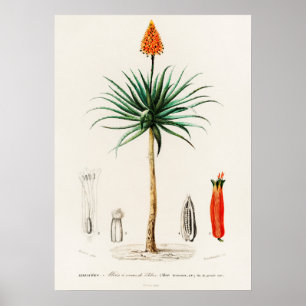 Affiche Aloès candélabre (aloe fruticosa)
