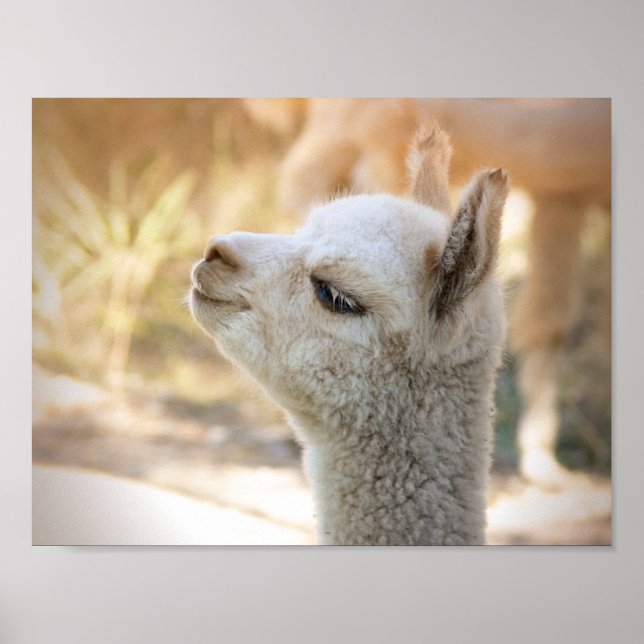 Affiche Alpaca Colorée Celeste (Devant)