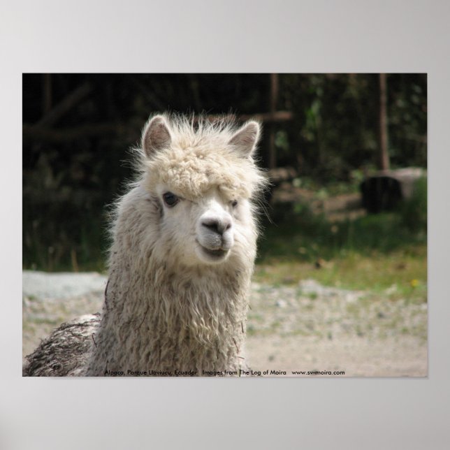 Affiche Alpaca, Parque Llaviucu, Equateur (Devant)