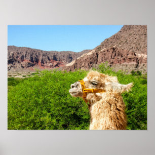 Affiche Alpaca Près De Salta, Argentine