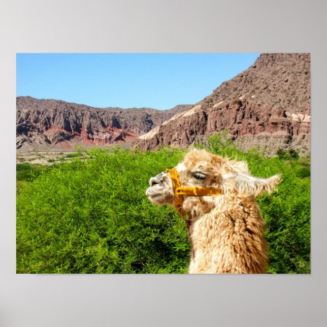 Affiche Alpaca Près De Salta, Argentine (Devant)