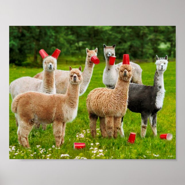 Affiche Alpacas Avec Coupes Rouges (Devant)
