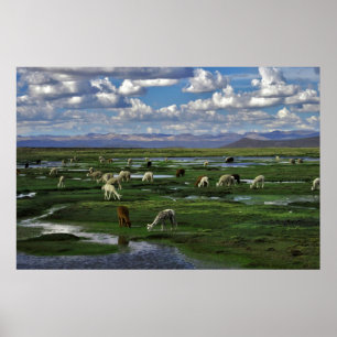 Affiche Alpacas dans les Andes