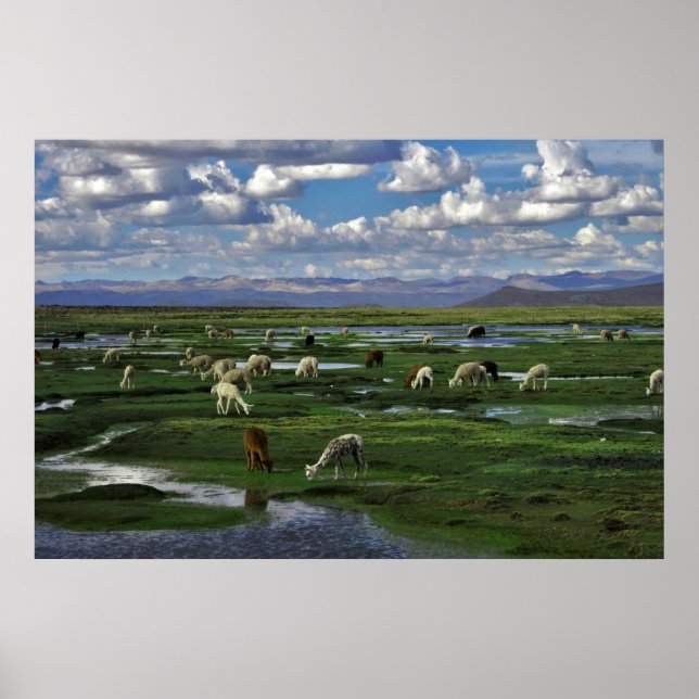 Affiche Alpacas dans les Andes (Devant)