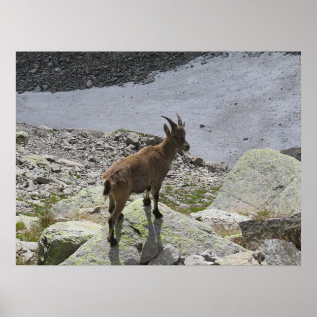 Affiche Alpes françaises Ibex Chamonix (Devant)