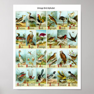 Affiche Alphabet des oiseaux vintage