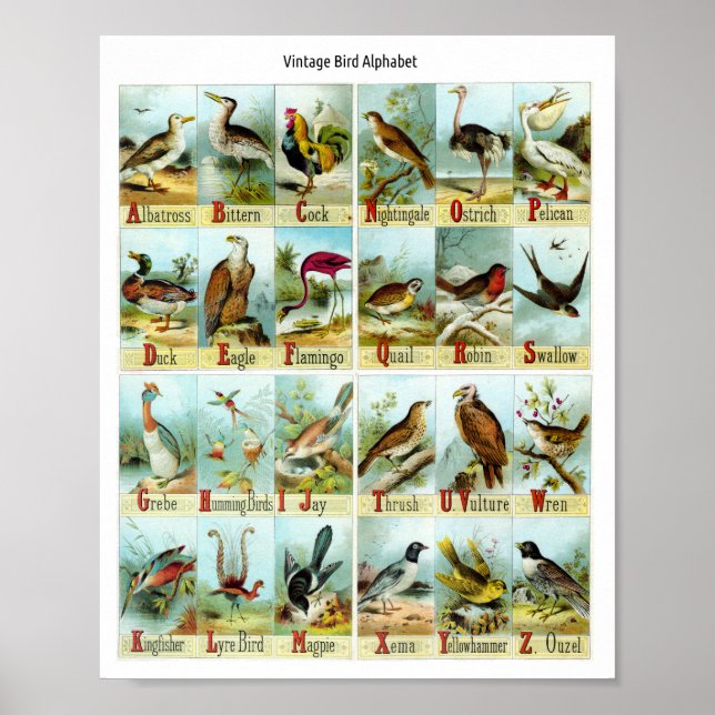Affiche Alphabet des oiseaux vintage (Devant)