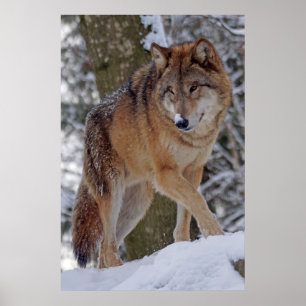 Affiche alphawolf mongol dans la neige