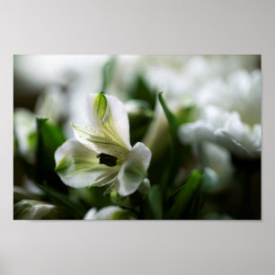 Affiche Alstroemeria blanche Fleur Lilly péruvienne