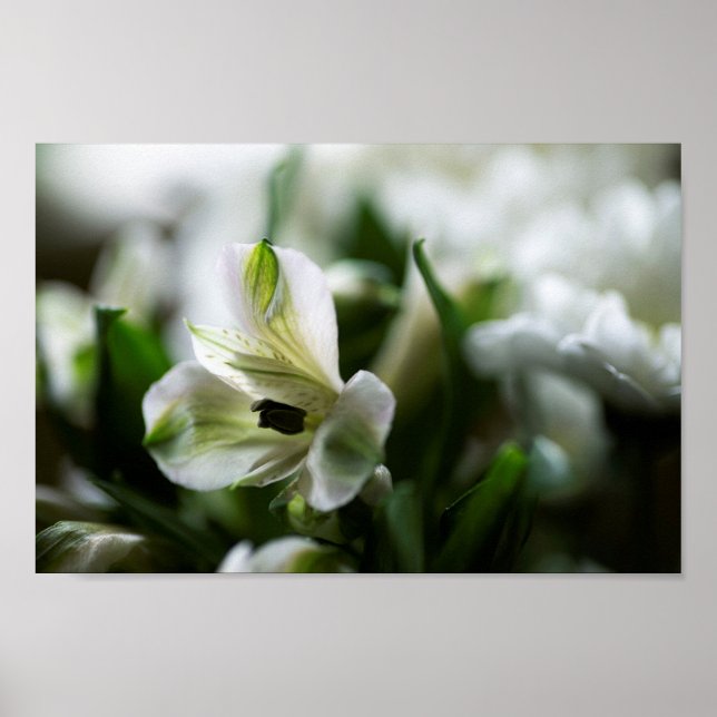 Affiche Alstroemeria blanche Fleur Lilly péruvienne (Devant)