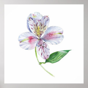 Affiche Alstroemeria Lys Péruvien Aquarelle Botanique
