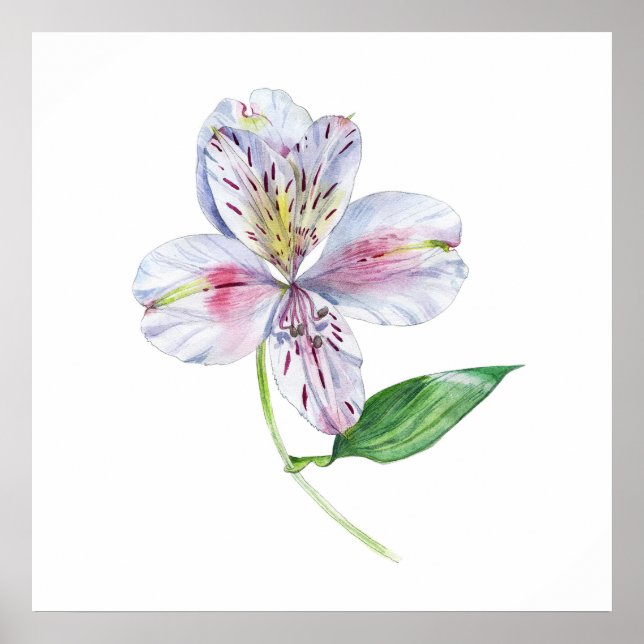 Affiche Alstroemeria Lys Péruvien Aquarelle Botanique (Devant)