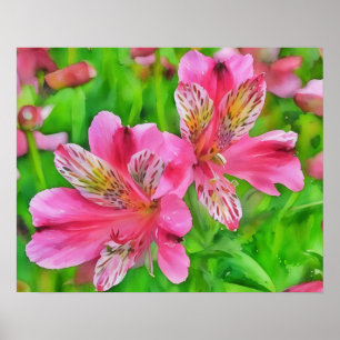 Affiche Alstroemeria rose Fleurs Lily Style Aquarelle