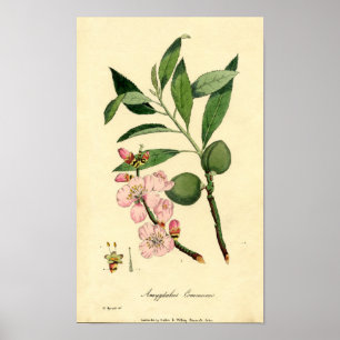 Affiche Amande botanique d'impression (amygdalus communis)