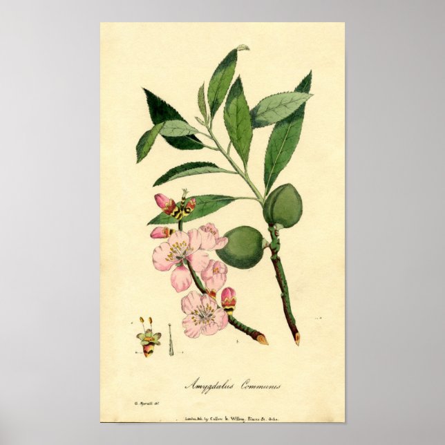 Affiche Amande d'impression botanique (amygdalus communis) (Devant)