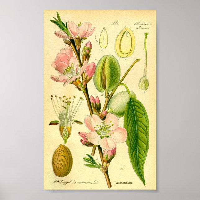 Affiche Amande (Prunus amygdalus) (Devant)
