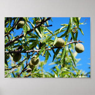 Affiche Amandes dans le ciel bleu