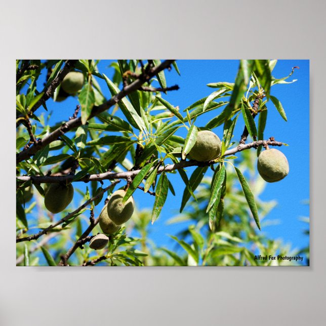 Affiche Amandes dans le ciel bleu (Devant)