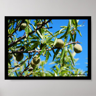 Affiche Amandes dans le ciel bleu