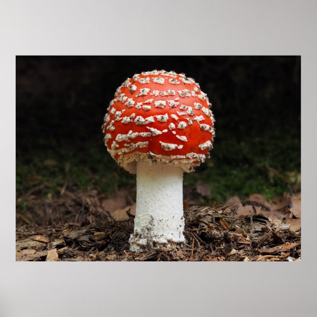 Affiche Amanita muscaria var. aureola (Flly Agaric) (Devant)