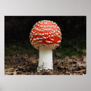 Affiche Amanita muscaria var. aureola (Flying Agaric)
