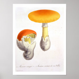 Affiche Amanite Caesaria de "Phytographie Medicale" par J