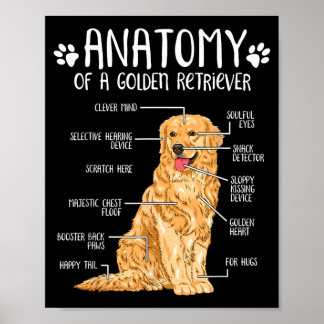 Affiche Amant de chien Retriever doré d'anatomie drôle