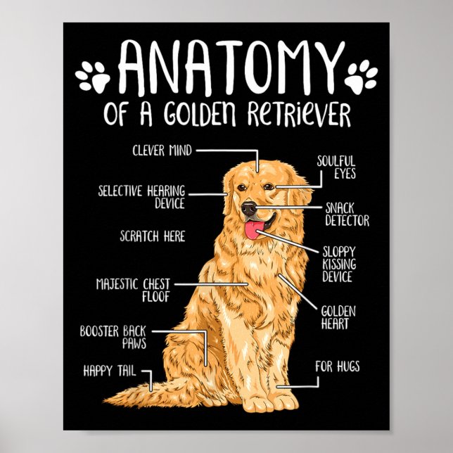 Affiche Amant de chien Retriever doré d'anatomie drôle (Devant)