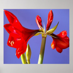 Affiche Amaryllis