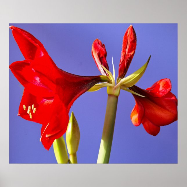 Affiche Amaryllis (Devant)