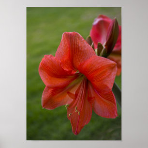 Affiche Amaryllis