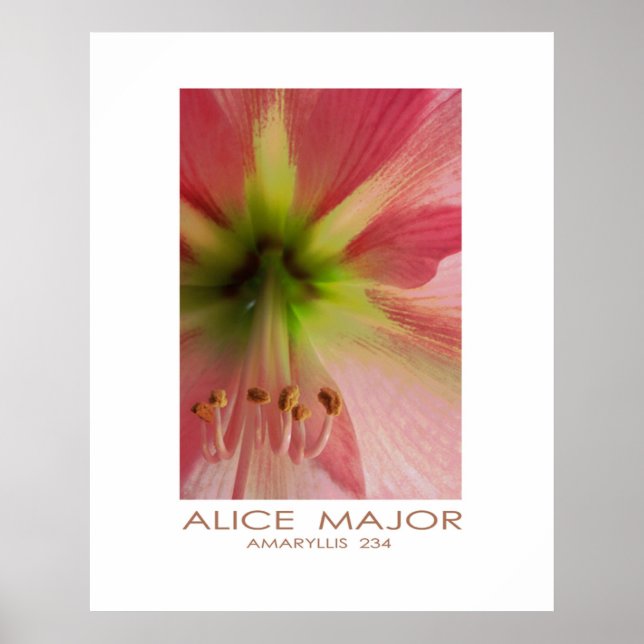 Affiche Amaryllis 234 (Devant)