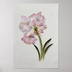 Affiche Amaryllis belladonna