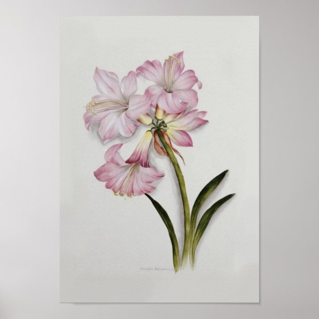 Affiche Amaryllis belladonna (Devant)