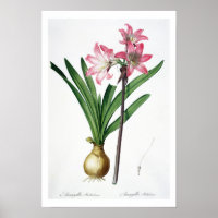 Amaryllis Belladonna, de 'Les Liliacées', engrave