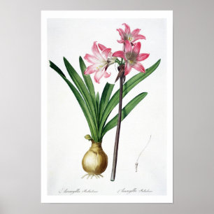 Affiche Amaryllis Belladonna, de 'Les Liliacées', engrave