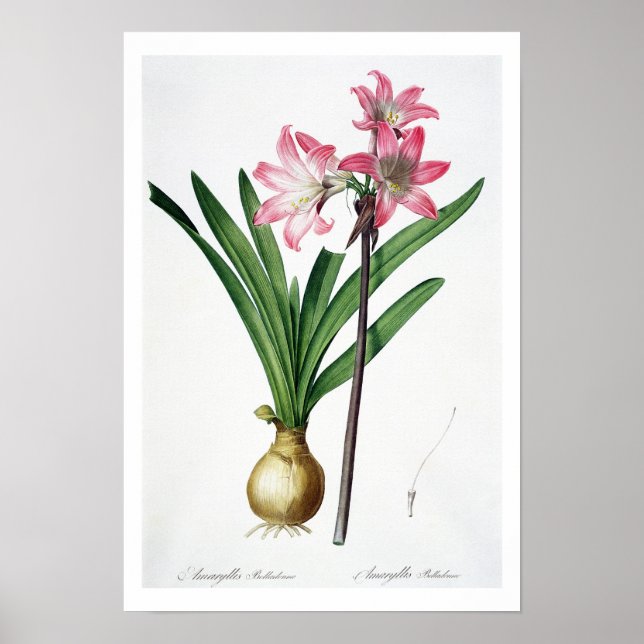 Affiche Amaryllis Belladonna, de 'Les Liliacées', engrave (Devant)