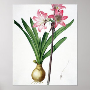 Affiche Amaryllis Belladonna, de 'Les Liliacées', engrave